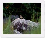 keltavastarakki_yellow wagtail_9196 * 1455 x 1188 * (1.33MB)